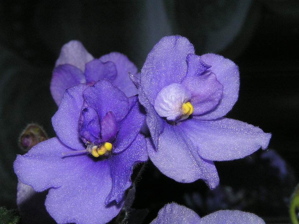 Nature blooms flowers