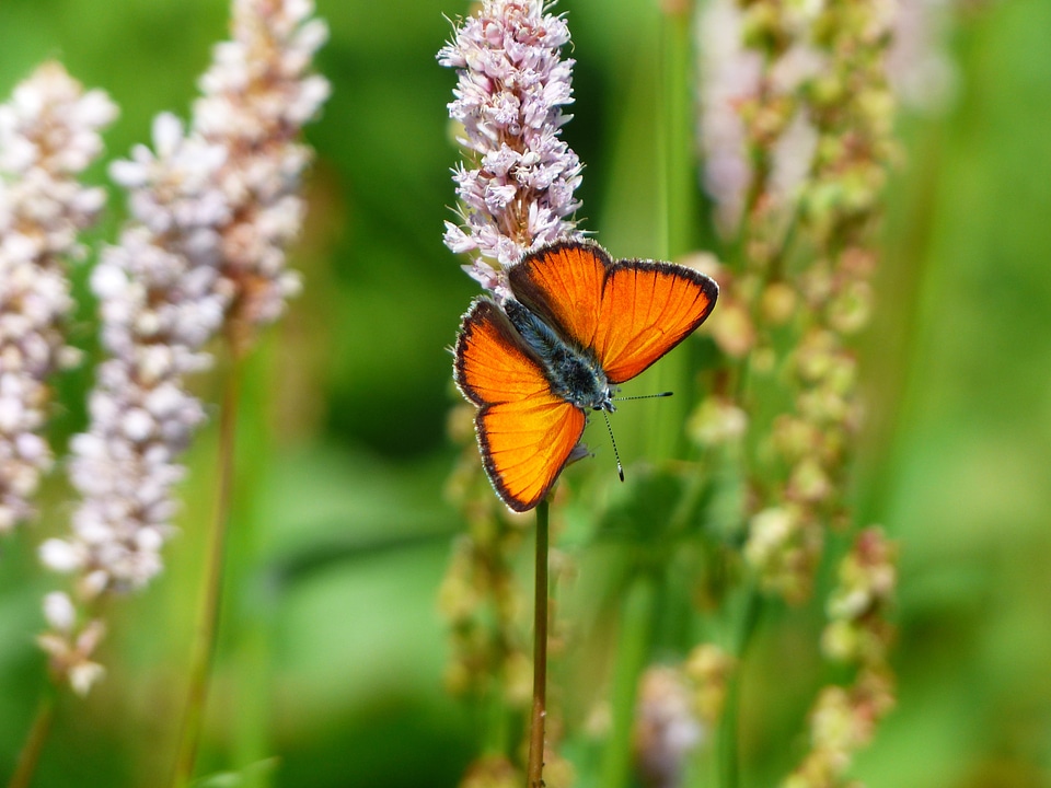 Orange lycaena dispar butterflies