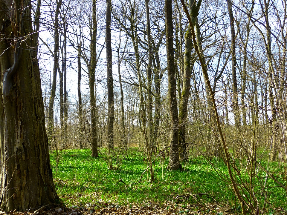 Green bear's garlic sprout