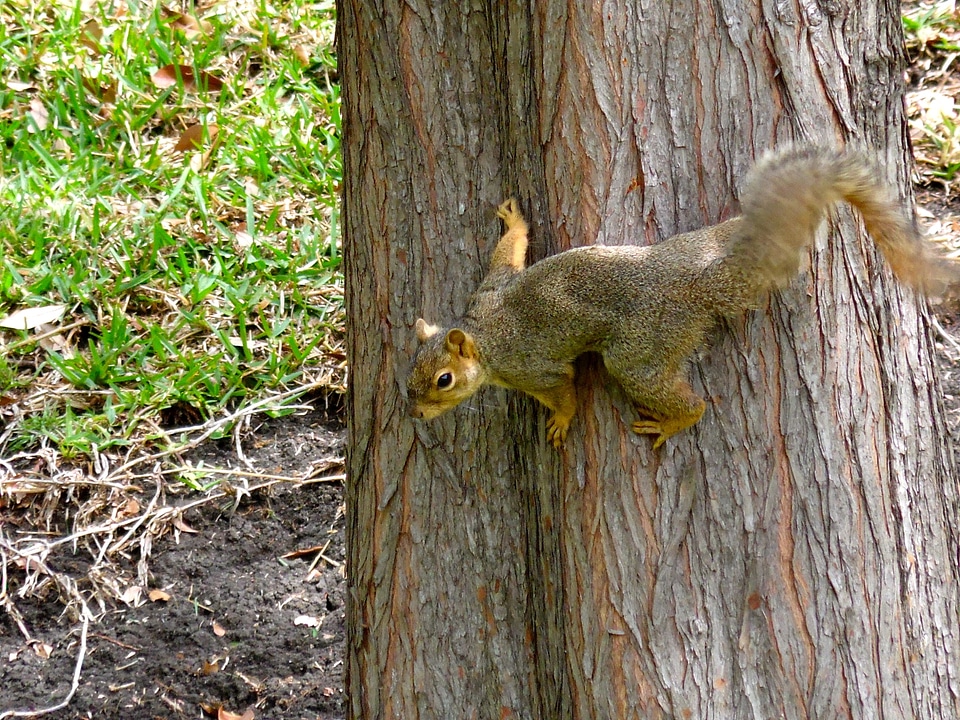 Forest animal mammal