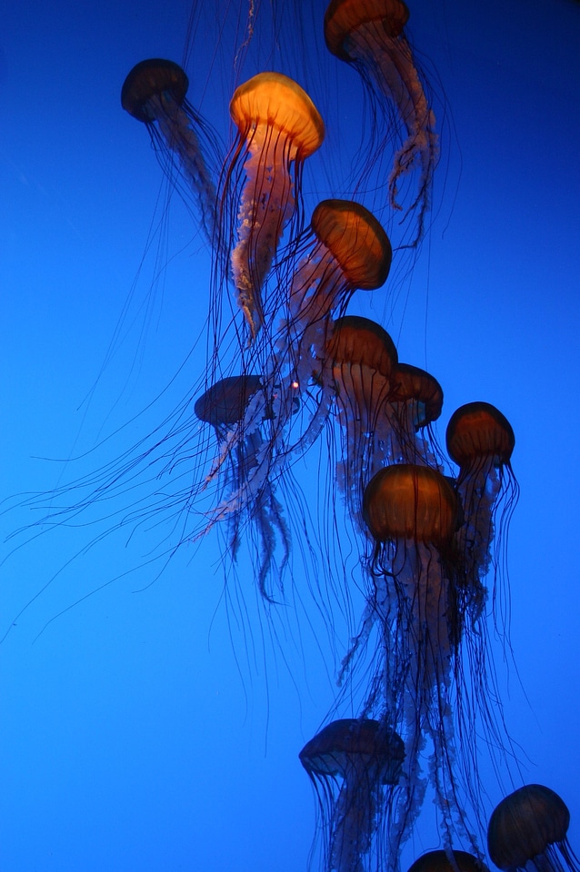 Fish tank jellyfish jellies photo