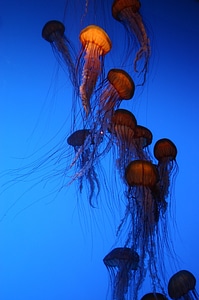Fish tank jellyfish jellies