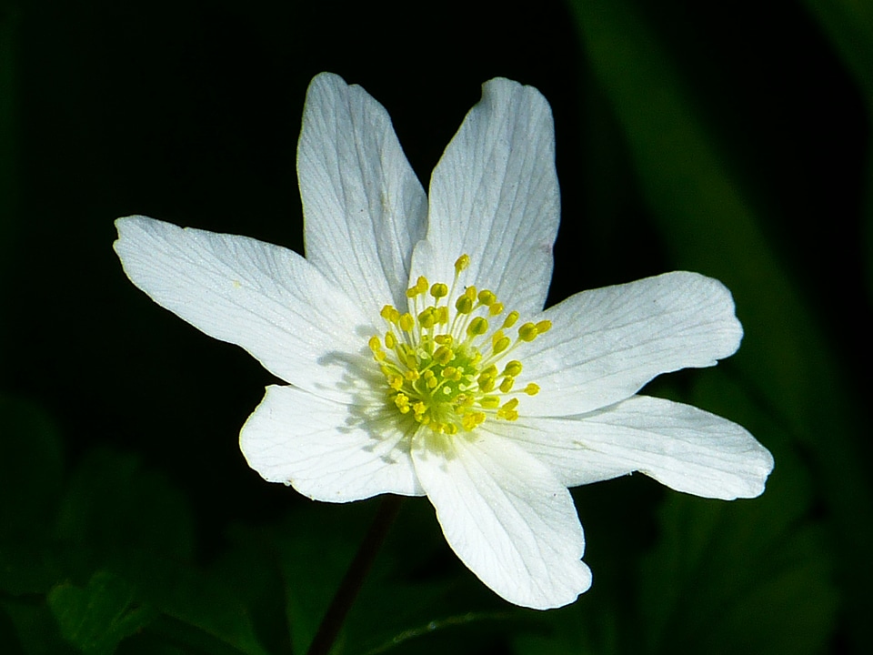 Blossom bloom white