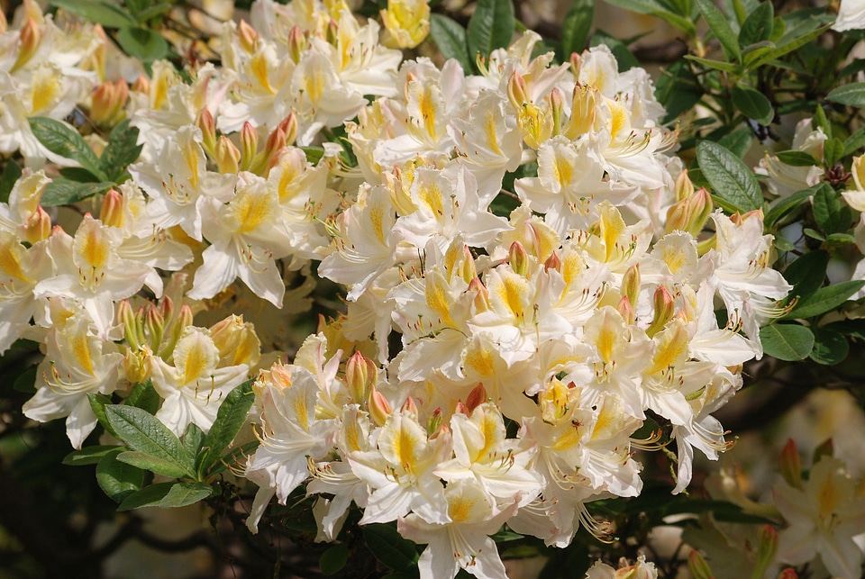 Blossom floral vibrant