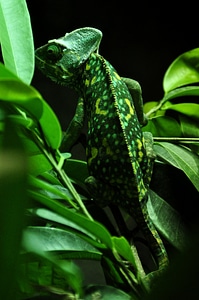 Green insect eater color