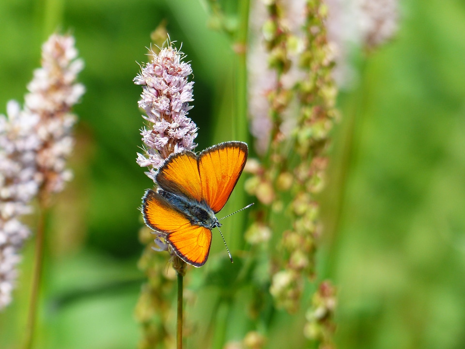 Orange lycaena dispar butterflies