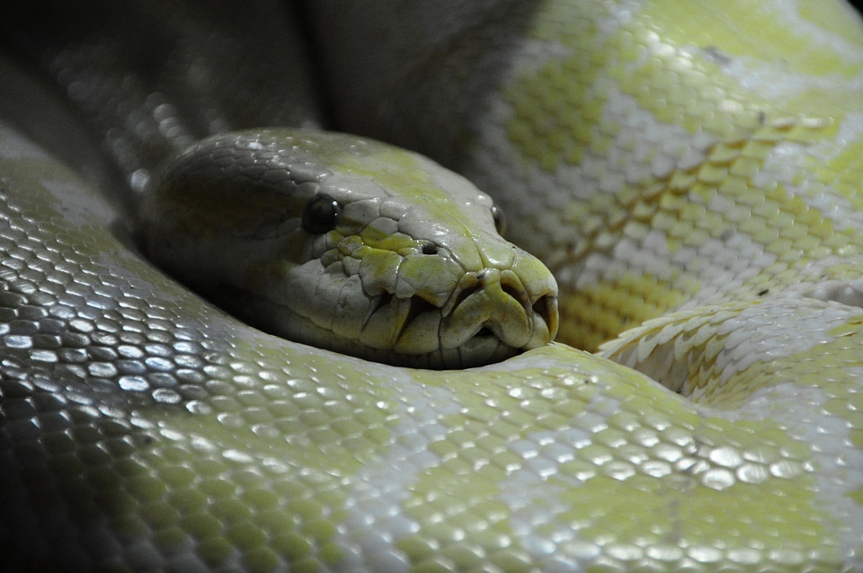 Constrictor reptilium reptile