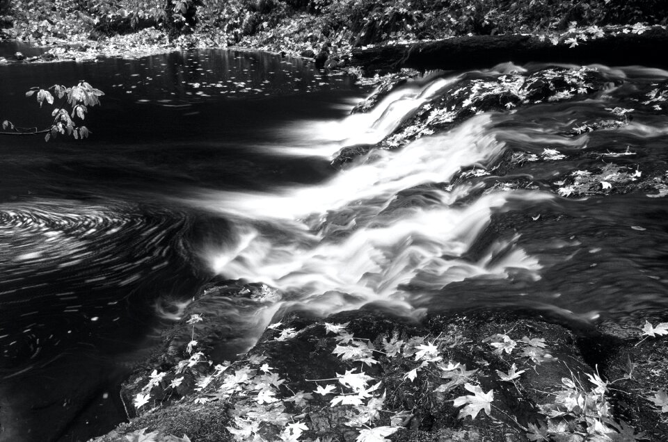 Greyscale Photo of Water and Leaves