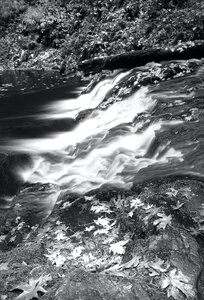 Grayscale Photography of Falling Leaves Near Running Water photo