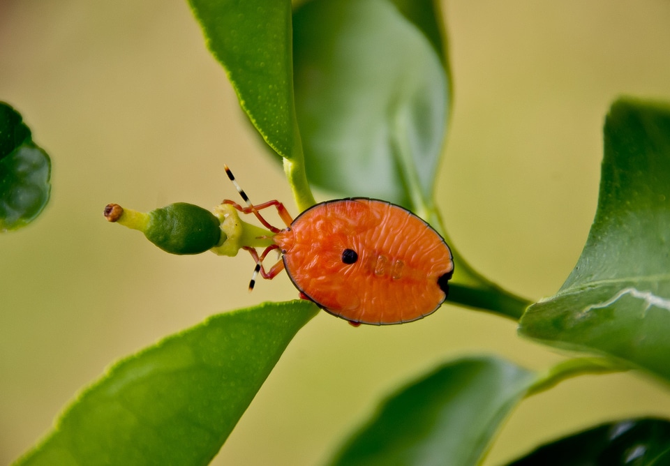 Oval bright lime tree