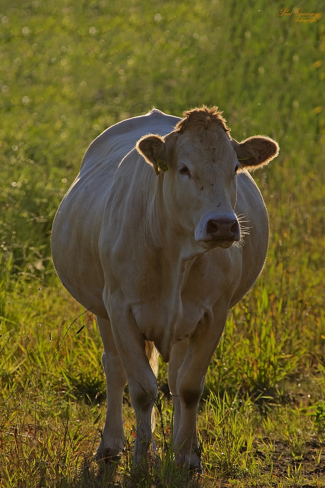 Animals nature mammal