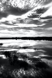 Grayscale Photo of Grass Near Body of Water Under Clouds photo