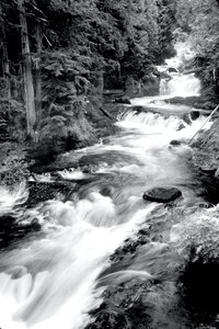 Grayscale Photography of Running River Surrounded Forest during Daytime photo