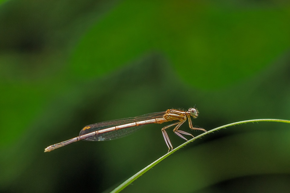 Dragonfly insect insects