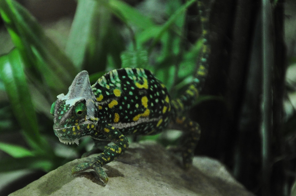 Green insect eater color