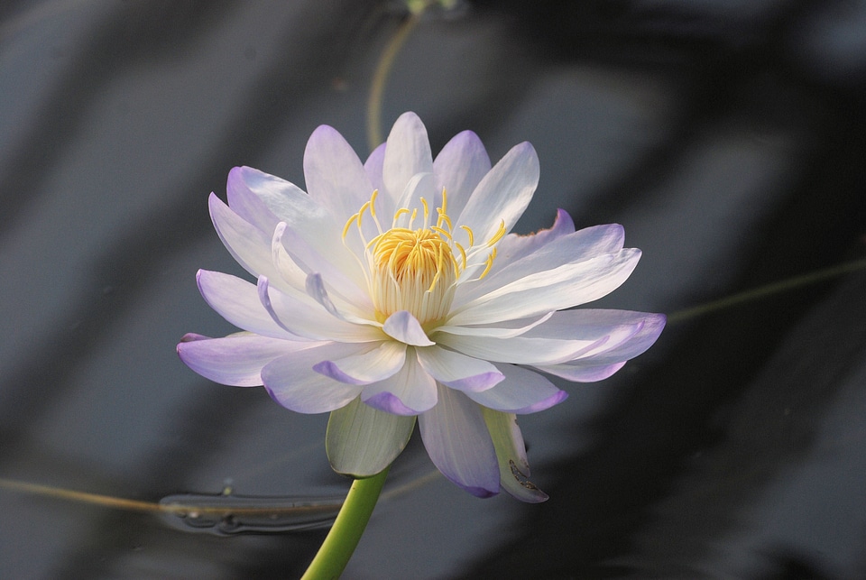 Aquatic flower water
