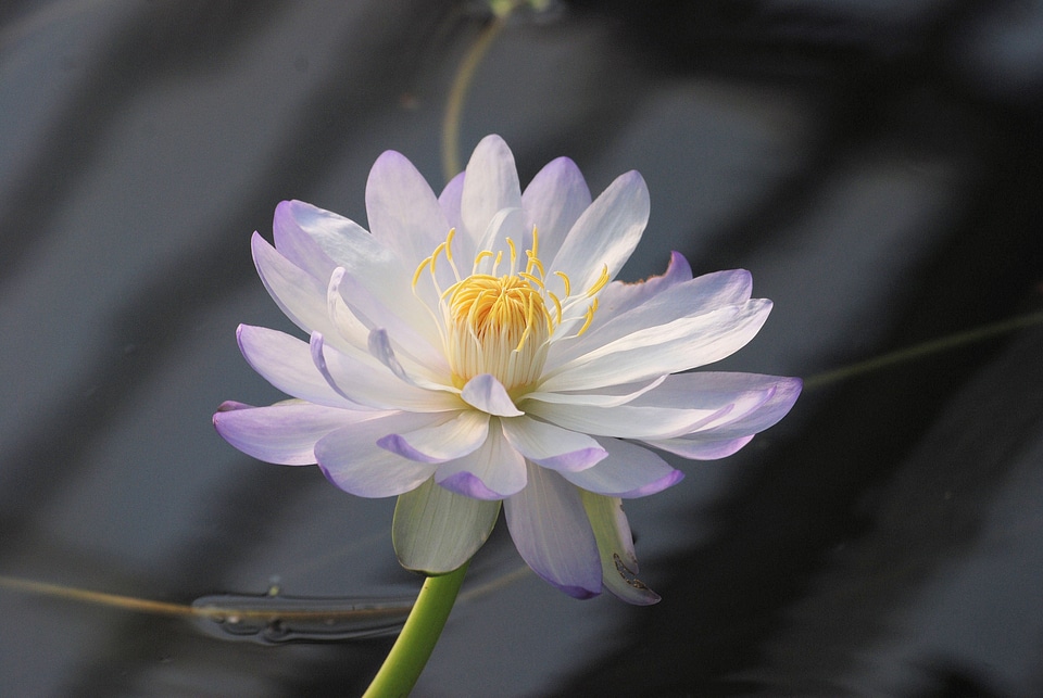 Aquatic flower water photo