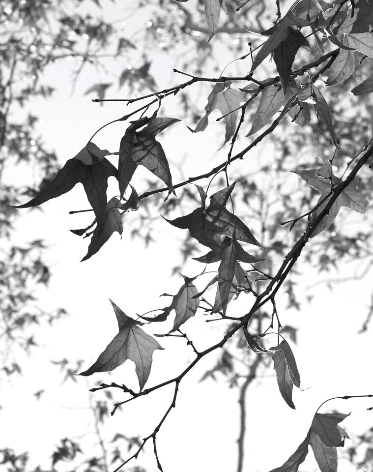 Free stock photo from Flickr