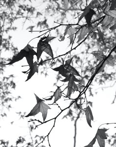 Free stock photo from Flickr