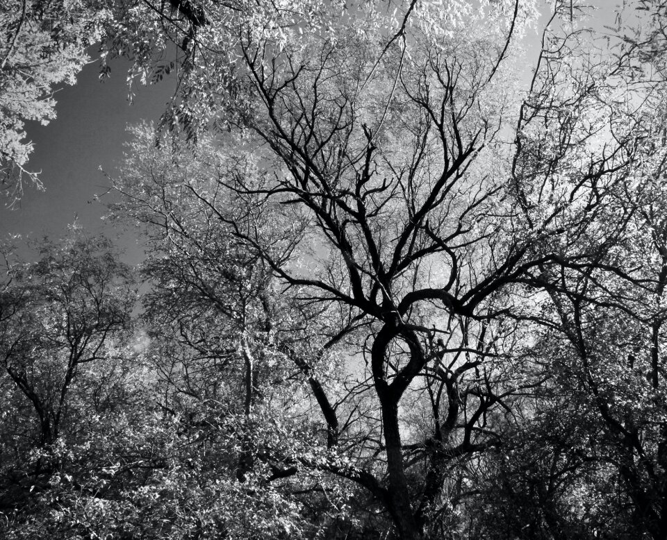 Grayscale Photography of Trees photo