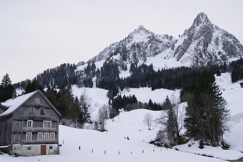 Snow trees landscape photo