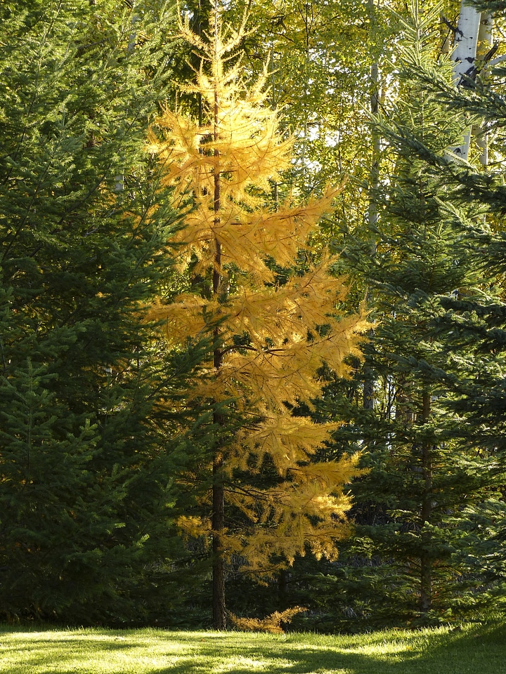 Green yellow autumn