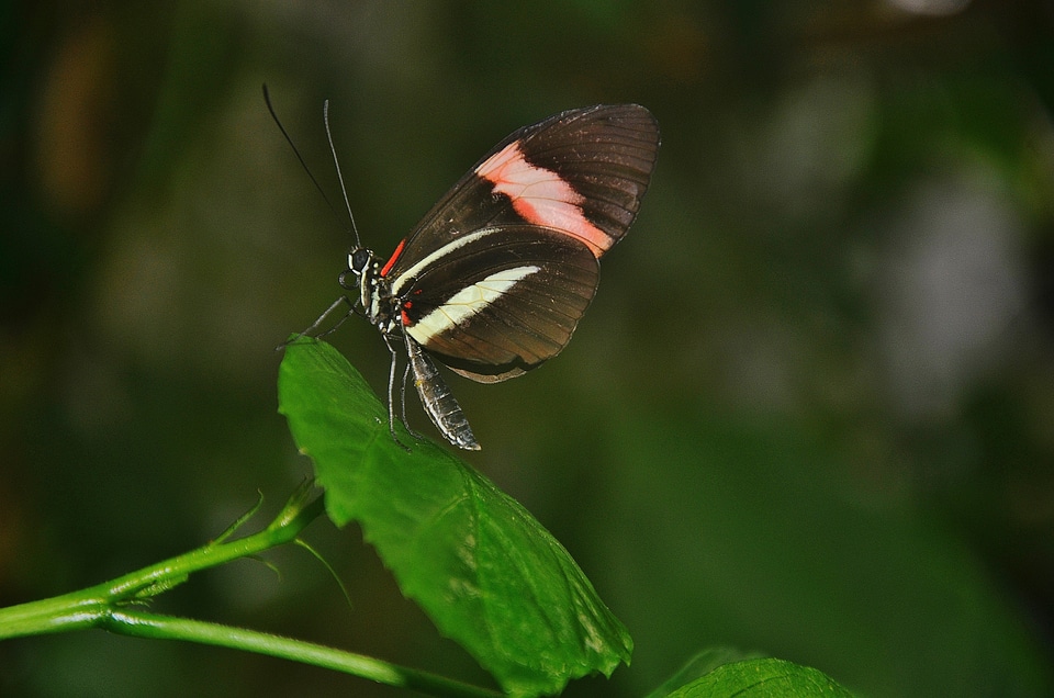 Insect elymnias hypermnestra nature
