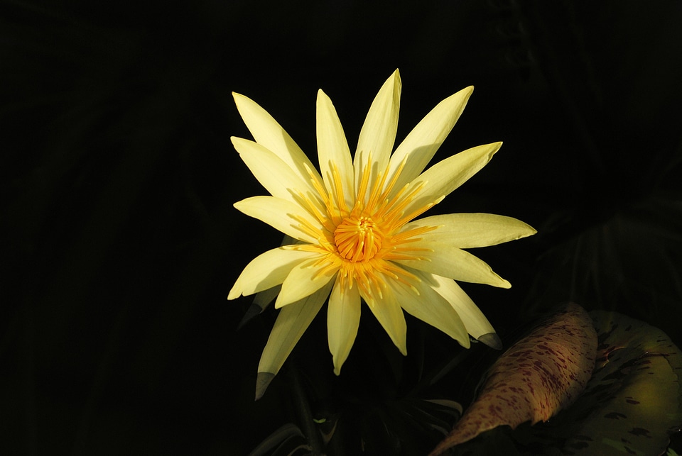 Aquatic yellow flower