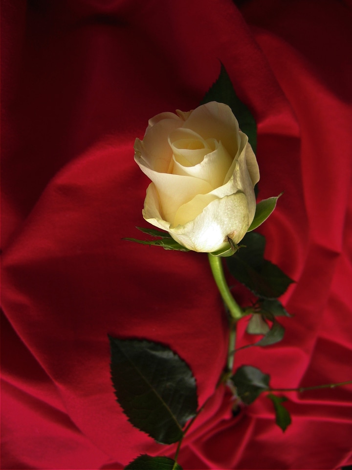 Bloom flower velvet