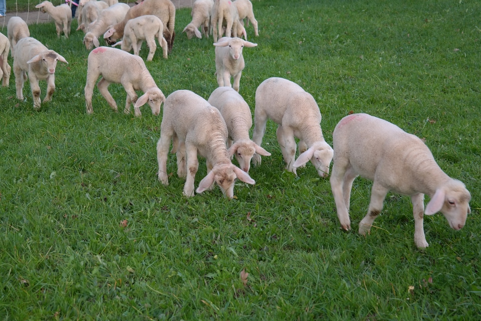 Lamb domestic sheep ovis orientalis aries