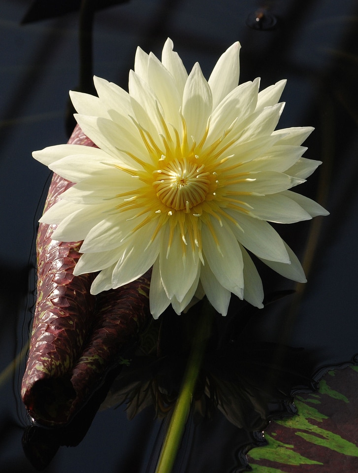 Pond aquatic yellow