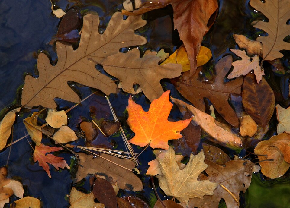 Free stock photo from Flickr