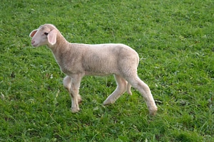 Pasture happy cheerful
