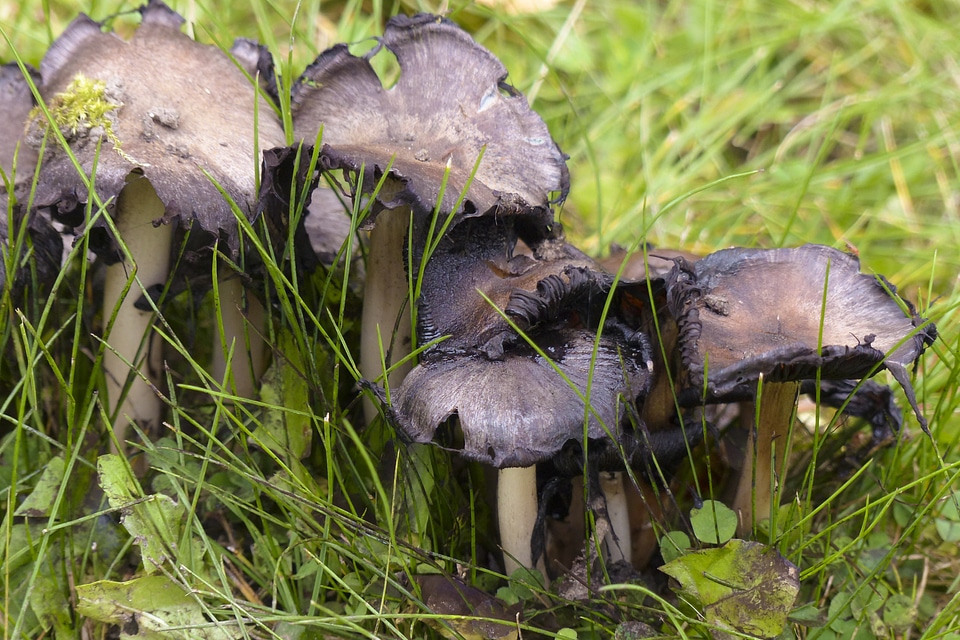 Nature plant toxic