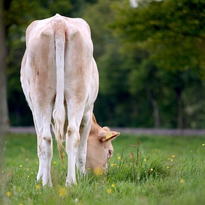 Graze meadow grass