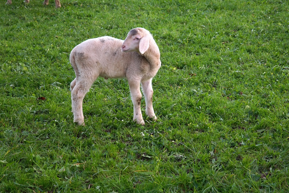 Pasture happy cheerful