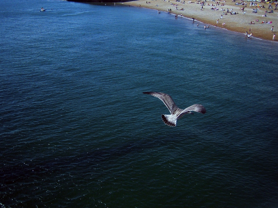 Bird fly wings