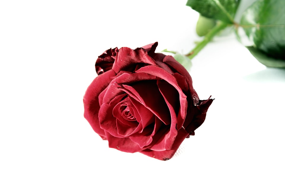 Bloom flower velvet