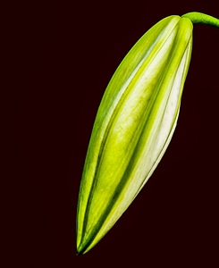 Flower white closed