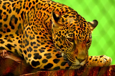 Leopard on Brown Log photo