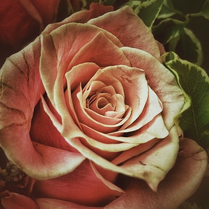 Roses love flora