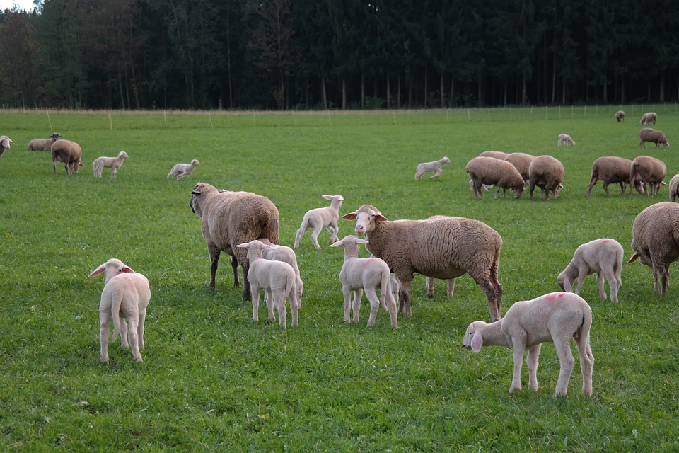 Lamb domestic sheep ovis orientalis aries