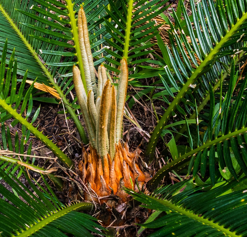 Grow jungle exotic