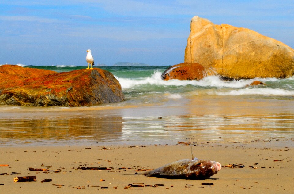 Dead Fish on Seashore during Daytime