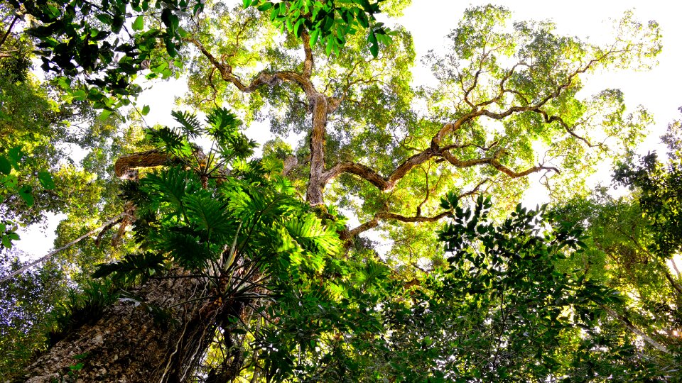 Low Angle Photography of Tall Tree during Daytime photo