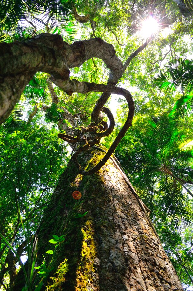 Worm's Eye View of Brown Tree during Daytime
