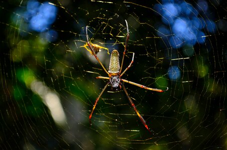 Close Up Photo of Brown and Yellow Garden Spider photo