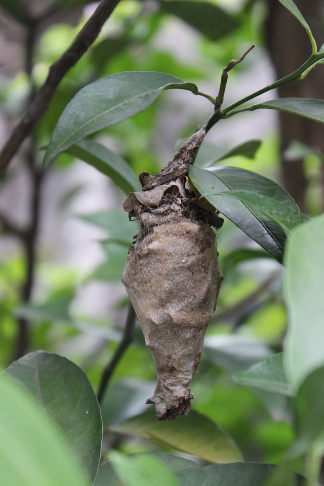 Cocoon caterpillar metamorphosis