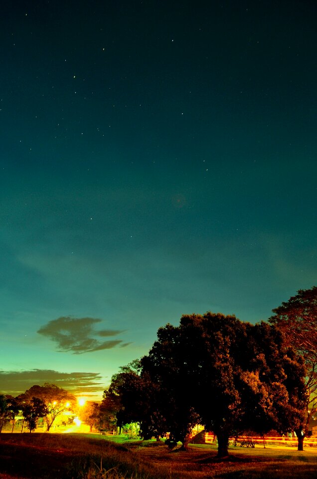Photography of Tree during Sunset