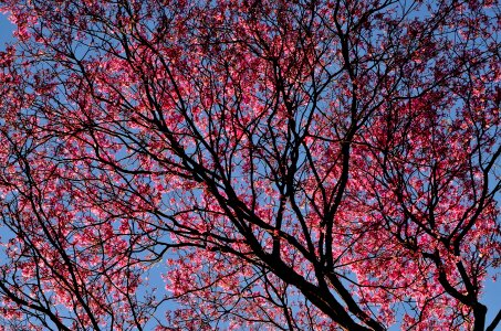 Sakura Tree Under Blue Sky during Daytime